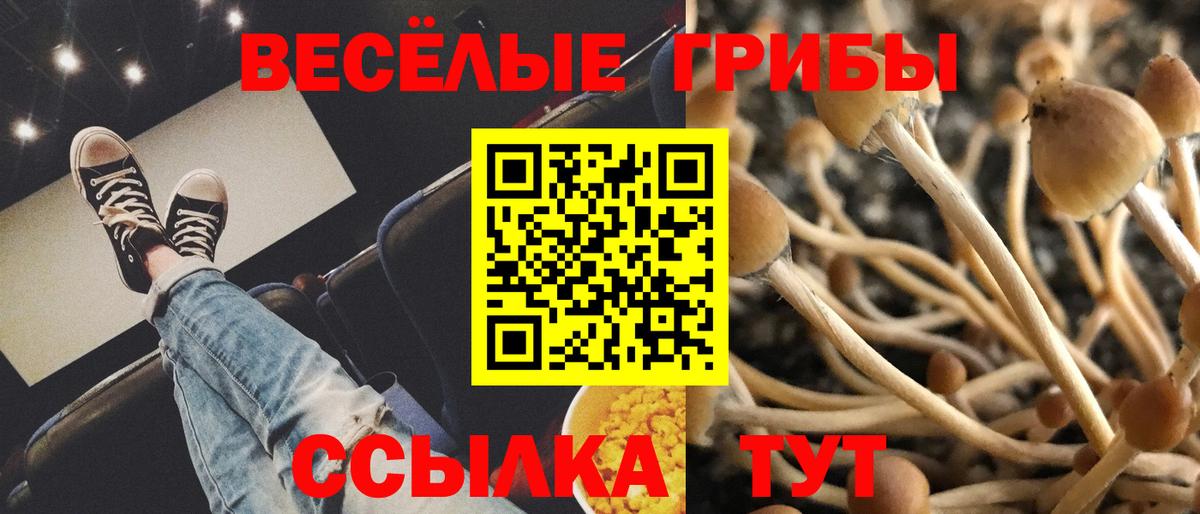 Псилоцибиновые грибы Psilocybine cubensis Аргун
